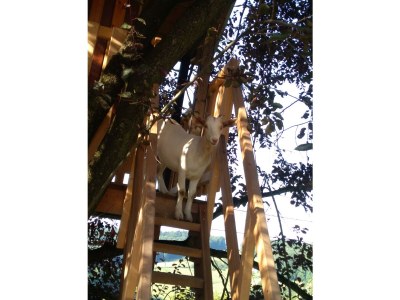 Apartment Ferienhaus Bauernhof "Kochwagner" - Outdoor photo 17