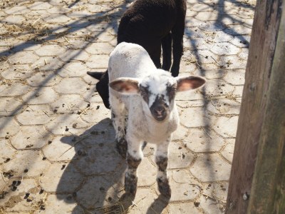 Apartment Ferienhaus Bauernhof "Kochwagner" - Outdoor photo 18