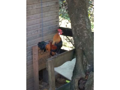 Apartment Ferienhaus Bauernhof "Kochwagner" - Outdoor photo 30