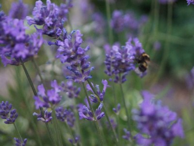 Apartment Ferienhaus Bauernhof "Kochwagner" - Outdoor photo 34