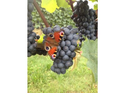 Apartment Appartement - Outdoor photo 9