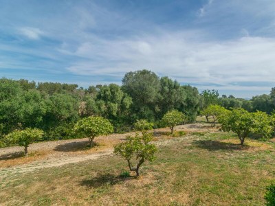 Villa SON BARRIGO - Environment photo 33