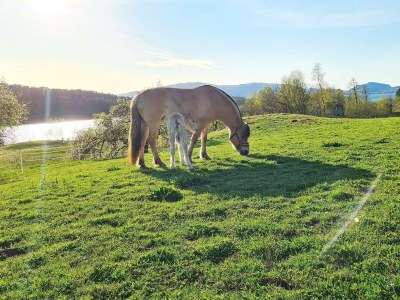 Holiday house 5 person holiday home in LONEVÅG-By Traum - Outdoor photo 23
