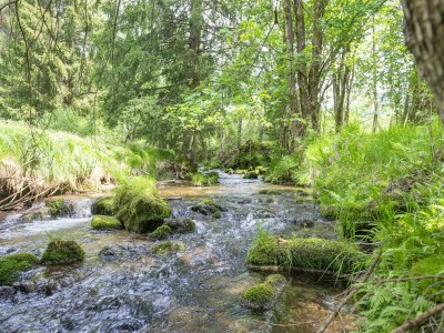 Holiday house Chalet Schwarzenberg nahe Skilift & Bach - Environment photo 23