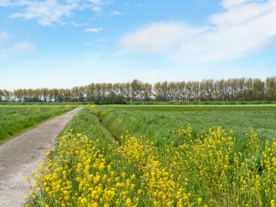 Holiday house Luxury chalet near Ouddorp with garden - Environment photo 35