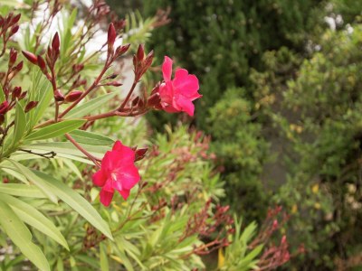 Villa Cosy chalet 50 m from the slopes - Outdoor photo 32