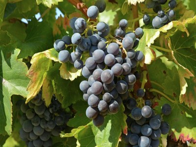 Villa Cosy chalet 50 m from the slopes - Outdoor photo 33