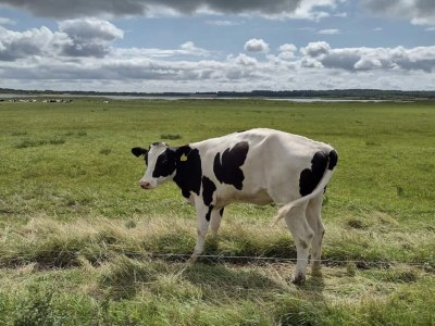 Holiday house 6 person holiday home in Løgstør-By Traum - Outdoor photo 19