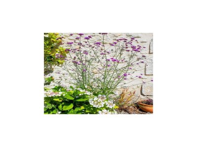 Holiday house Holiday home with pool in Verteillac - Outdoor photo 40