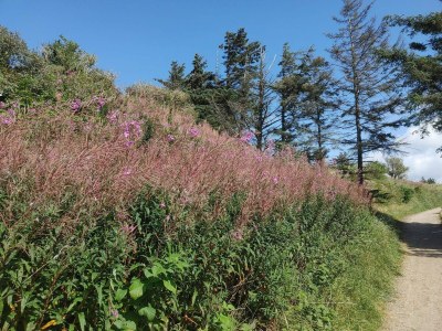 Holiday house 6 Personen Ferienhaus in Hjørring - Outdoor photo 23