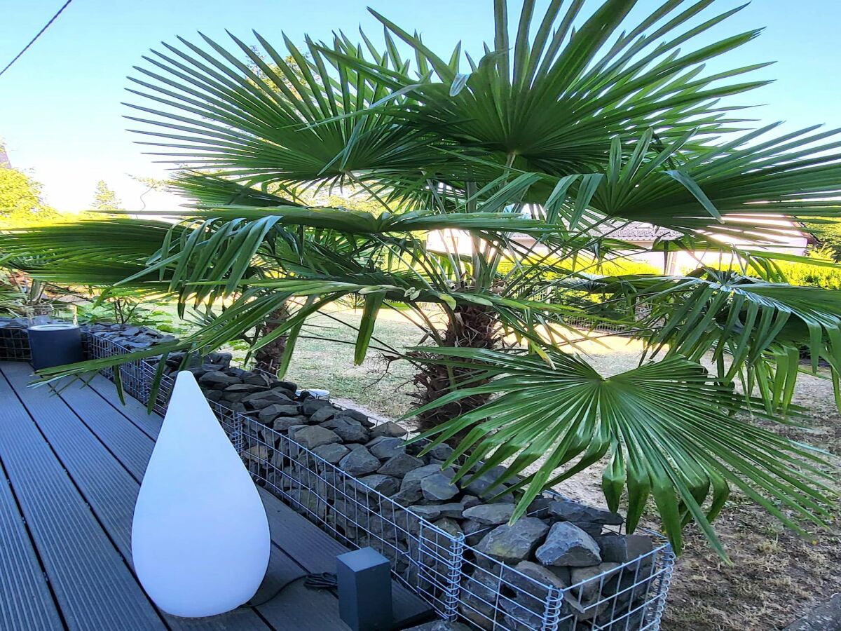 Apartment Regal Apartment in Pracht with Garden and Grill - Outdoor photo 4