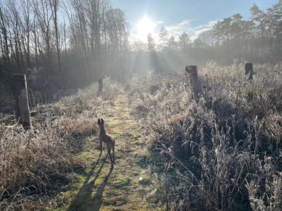 Apartment Regal Apartment in Pracht with Garden and Grill - Environment photo 35
