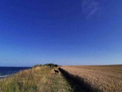 Holiday house 8 person holiday home in Store Fuglede-By Traum - Outdoor photo 29