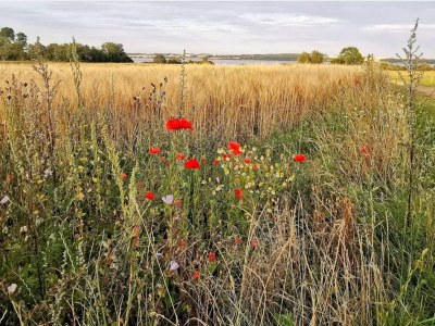 Holiday house 8 person holiday home in Store Fuglede-By Traum - Outdoor photo 30