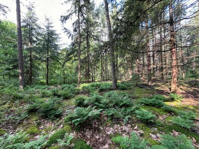 Holiday house Ferienhaus in Zelhem nahe Wald und Golf - Environment photo 33