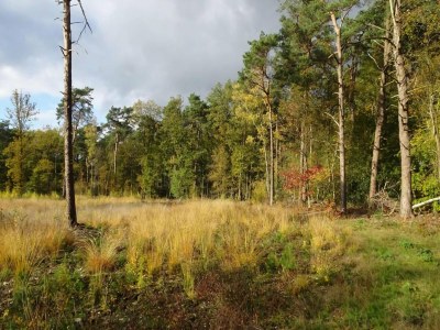 Holiday house Ferienhaus in Zelhem nahe Wald und Golf - Environment photo 36