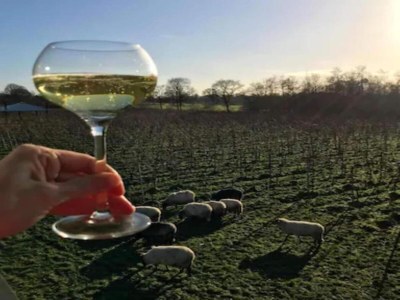 Holiday house Glamping in Friesland with friends - Environment photo 28