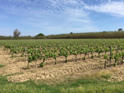 Holiday house Holiday home near Pampelonne beach - Environment photo 29