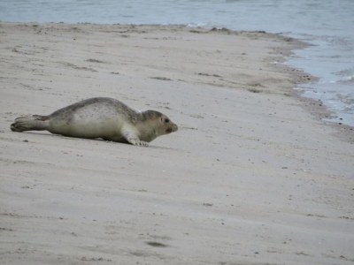 Holiday house Ferienhaus in Renesse nahe Strand - Environment photo 23
