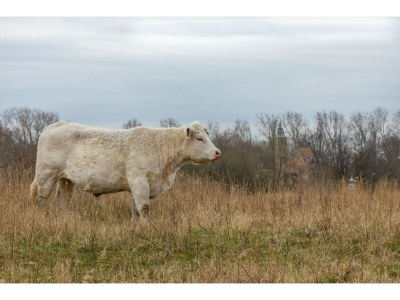 Holiday house Ferienhaus in Renesse nahe Strand - Outdoor photo 37