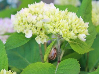 Apartment Wohnung in Dargun mit Pool und Streichelzoo - Outdoor photo 34