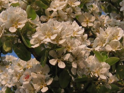 Holiday house Holiday Home in Ceaucé near Mont Saint Michel - Environment photo 21