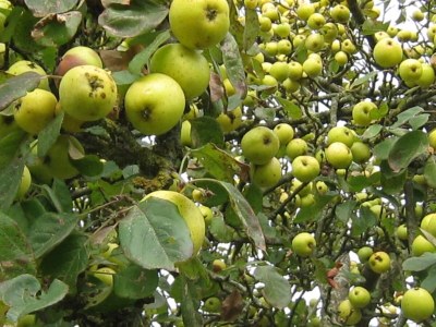 Holiday house Holiday Home in Ceaucé near Mont Saint Michel - Environment photo 23