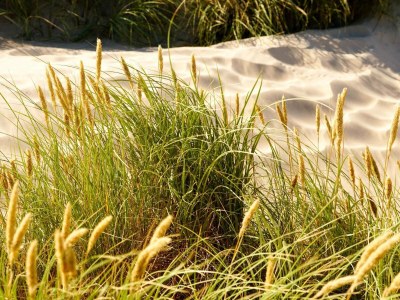 Holiday house 6 Personen Ferienhaus in Fjerritslev-By Traum - Outdoor photo 31