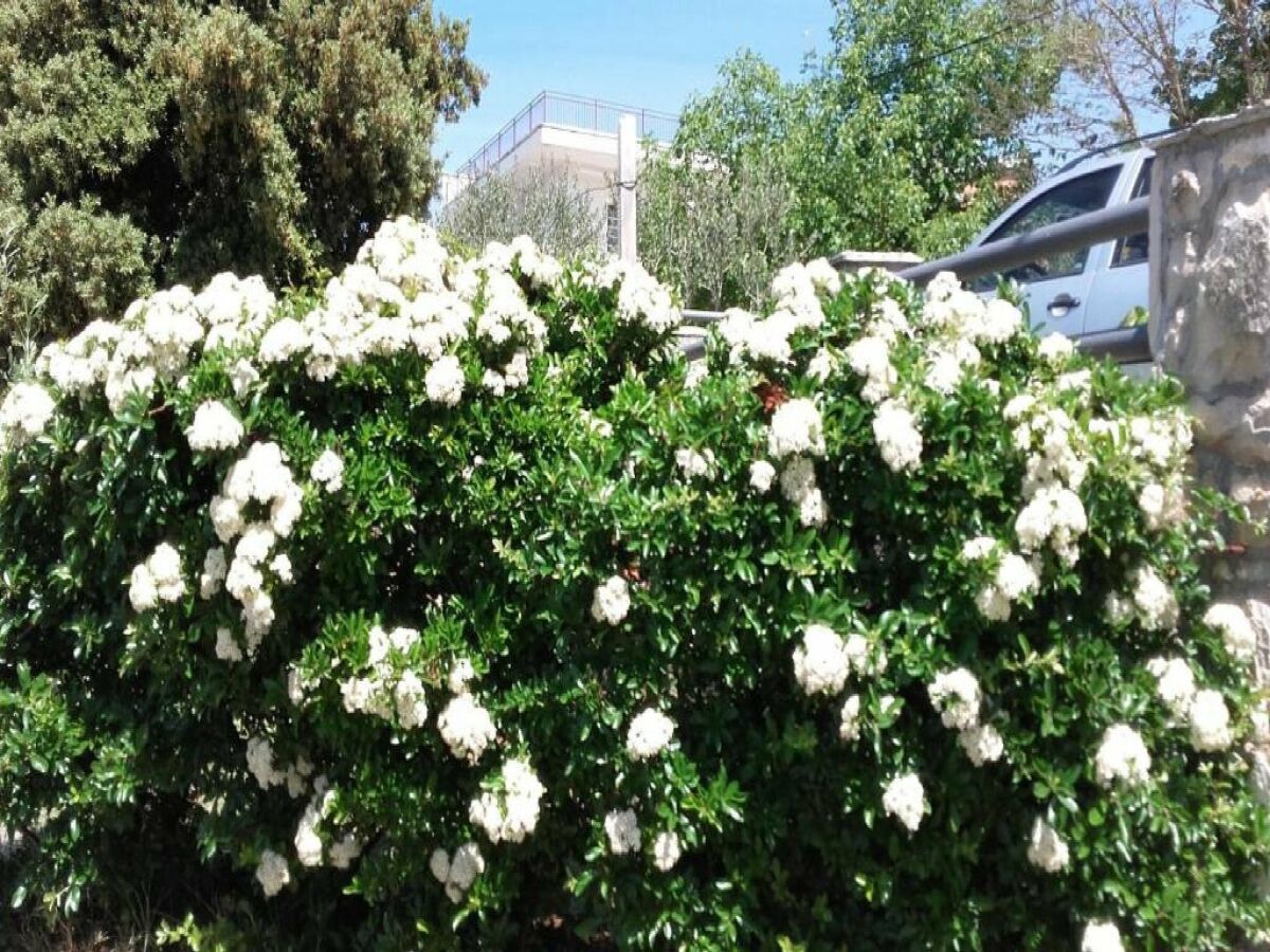 Apartment Apartments Smilje i Maslina - One Bedroom Apartment with Terrace 1 - Outdoor photo 5