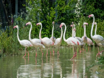 Bungalow Seebungalow in Hallschlag - Environment photo 30