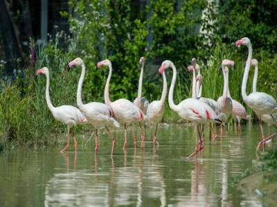 Bungalow Tranquil Escape in Hallschlag - Environment photo 31