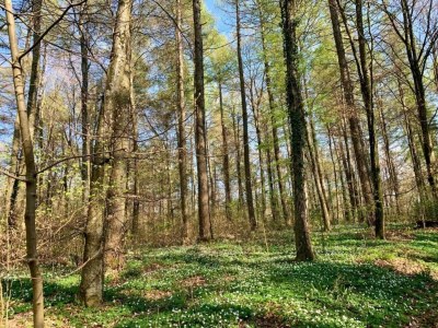 Bungalow Kronenburger Comfort Bungalow - Environment photo 31