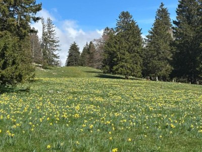 Bungalow Eifeler Landkomfort - Environment photo 33
