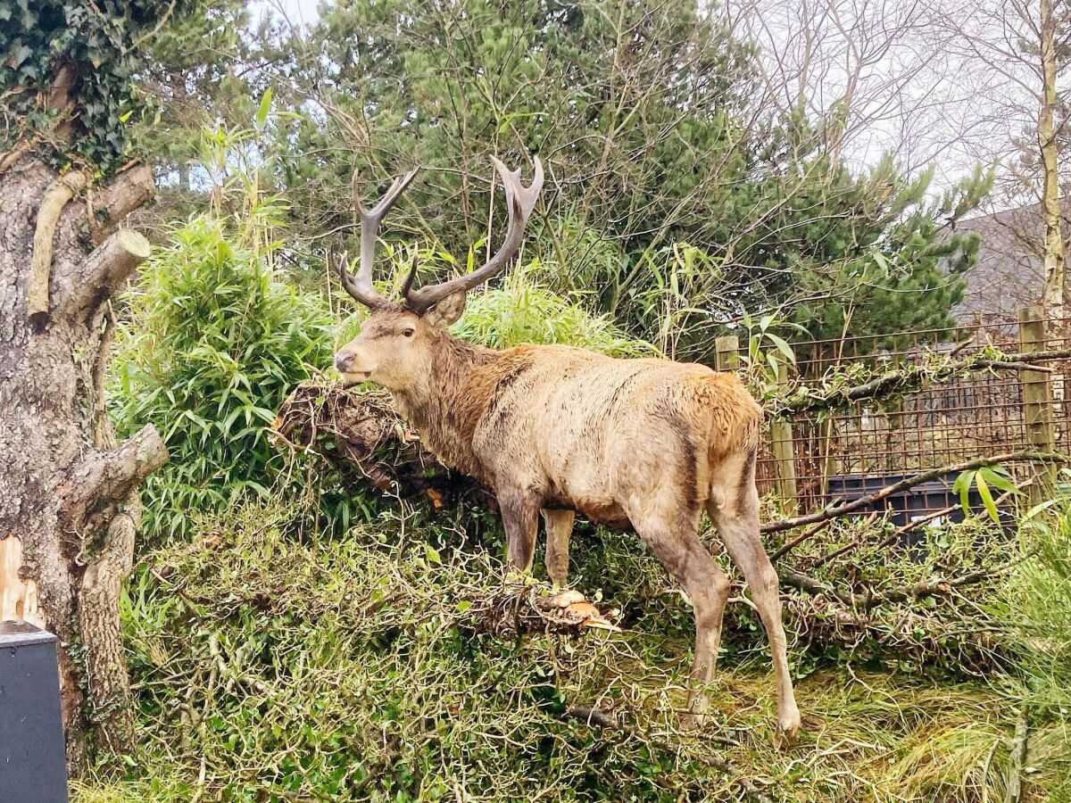 Holiday house 2 Personen Ferienhaus in Vejers Strand-By Traum - Outdoor photo 4