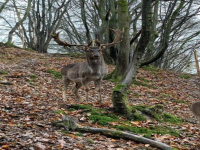 Apartment Wohnung mit Terrasse im Garten - Environment photo 33