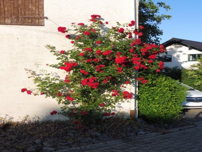Apartment Wohnung mit Terrasse im Garten - Outdoor photo 35