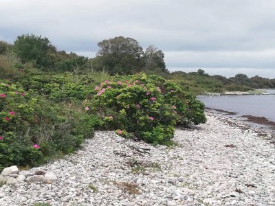 Holiday house 5 person holiday home in Aabenraa-By Traum - Outdoor photo 7