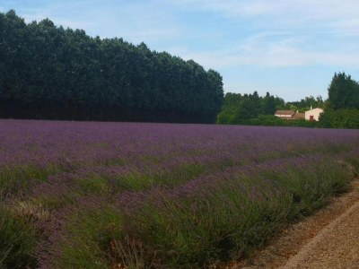 Holiday house Holiday Home in Le Thor with Private Pool - Environment photo 33