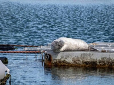 Holiday house Villa in Colijnsplaat mit Pool & Sauna - Environment photo 32