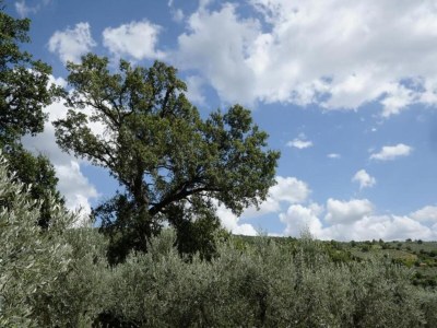 Holiday house Wohnung in Umbrien mit Pool und Sauna - Environment photo 14