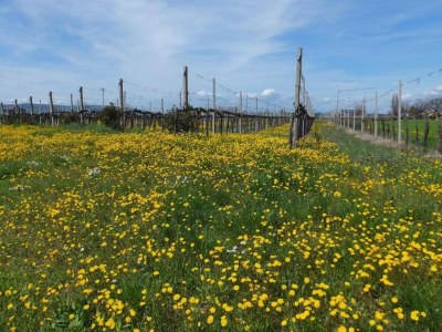 Holiday house Wohnung in Umbrien mit Pool und Sauna - Environment photo 19