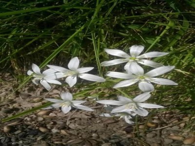 Holiday house Wohnung in Umbrien mit Pool und Sauna - Environment photo 24