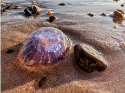 Holiday house 10 Personen Ferienhaus in Saltum-By Traum - Outdoor photo 7