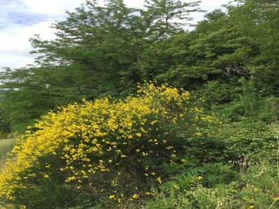 Apartment Holiday Home in Urbania with Garden BBQ - Environment photo 11