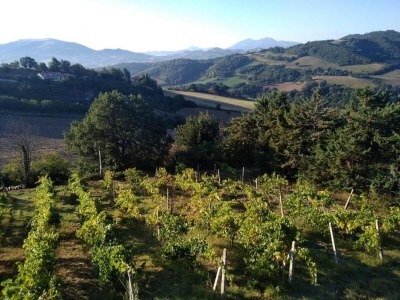 Apartment Holiday Home in Urbania with Garden BBQ - Environment photo 16