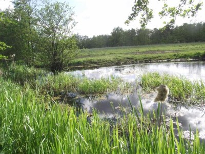 Holiday house Safari Tent, Friesland - Environment photo 27