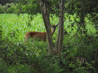 Holiday house Safari Tent, Friesland - Environment photo 28