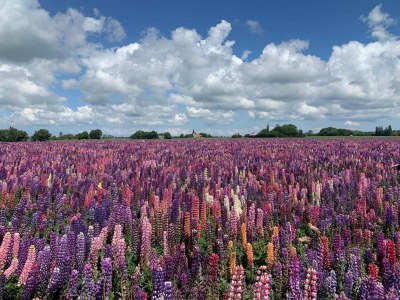 Holiday house Luxury Spa Retreat in Lolland - By Traum Ferienwohnungen - Outdoor photo 33