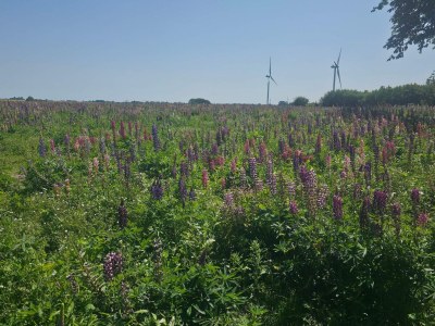Holiday house Luxury Spa Retreat in Lolland - By Traum Ferienwohnungen - Outdoor photo 34