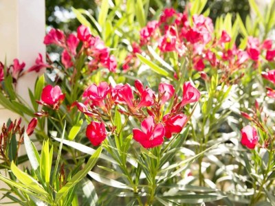 Holiday park Bungalow in Weert with Private Jetty - Outdoor photo 40